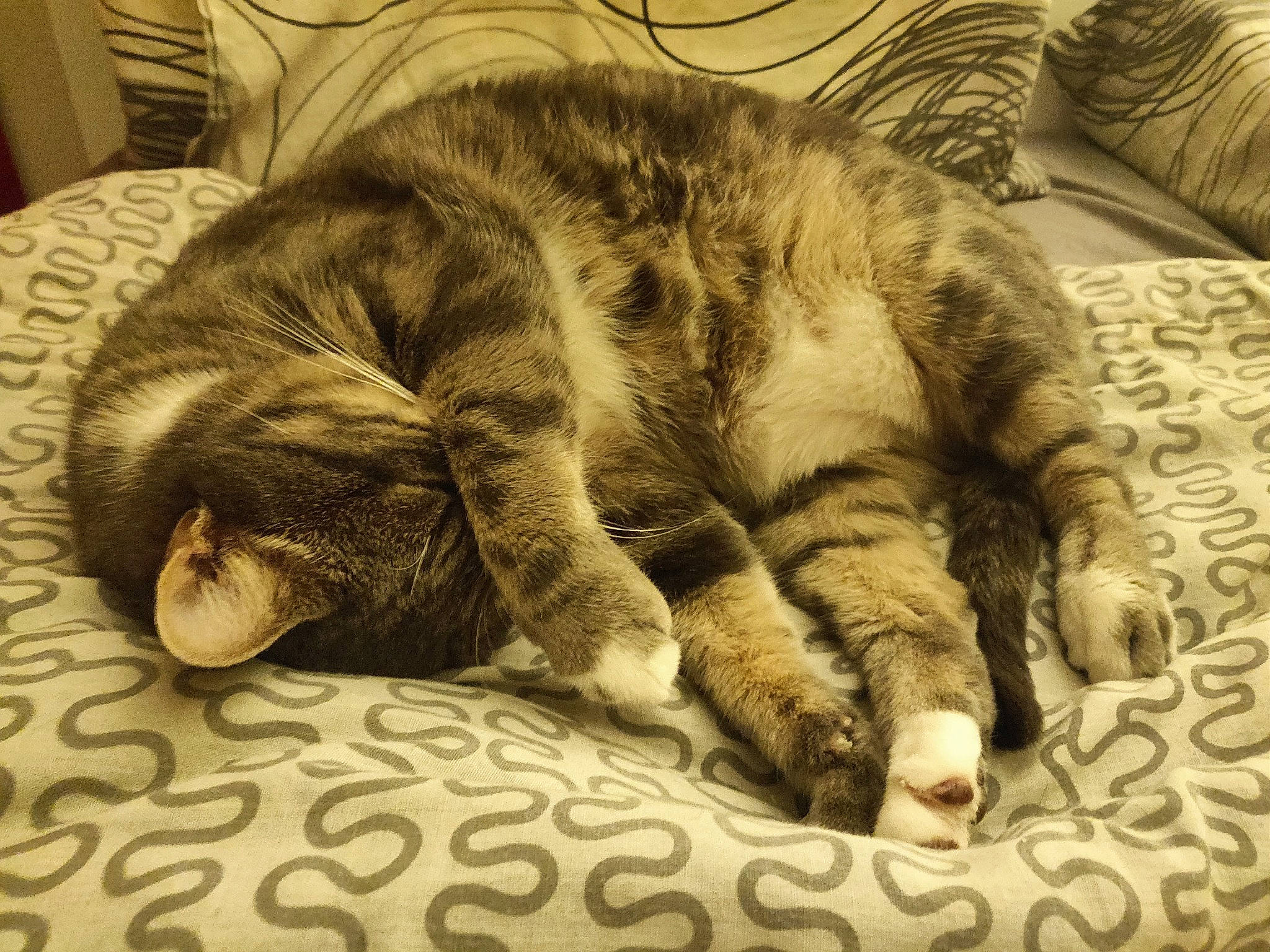 Totoro participe au concours pour gagner de l'argent avec cette photo : american_shorthair, asian, carnivore, cat, claw, comfort, domestic_short_haired_cat, dragon_li, european_shorthair, felidae, fur, kitten, nap, paw, sleep, small_to_medium_sized_cats, tabby_cat, tail, whiskers