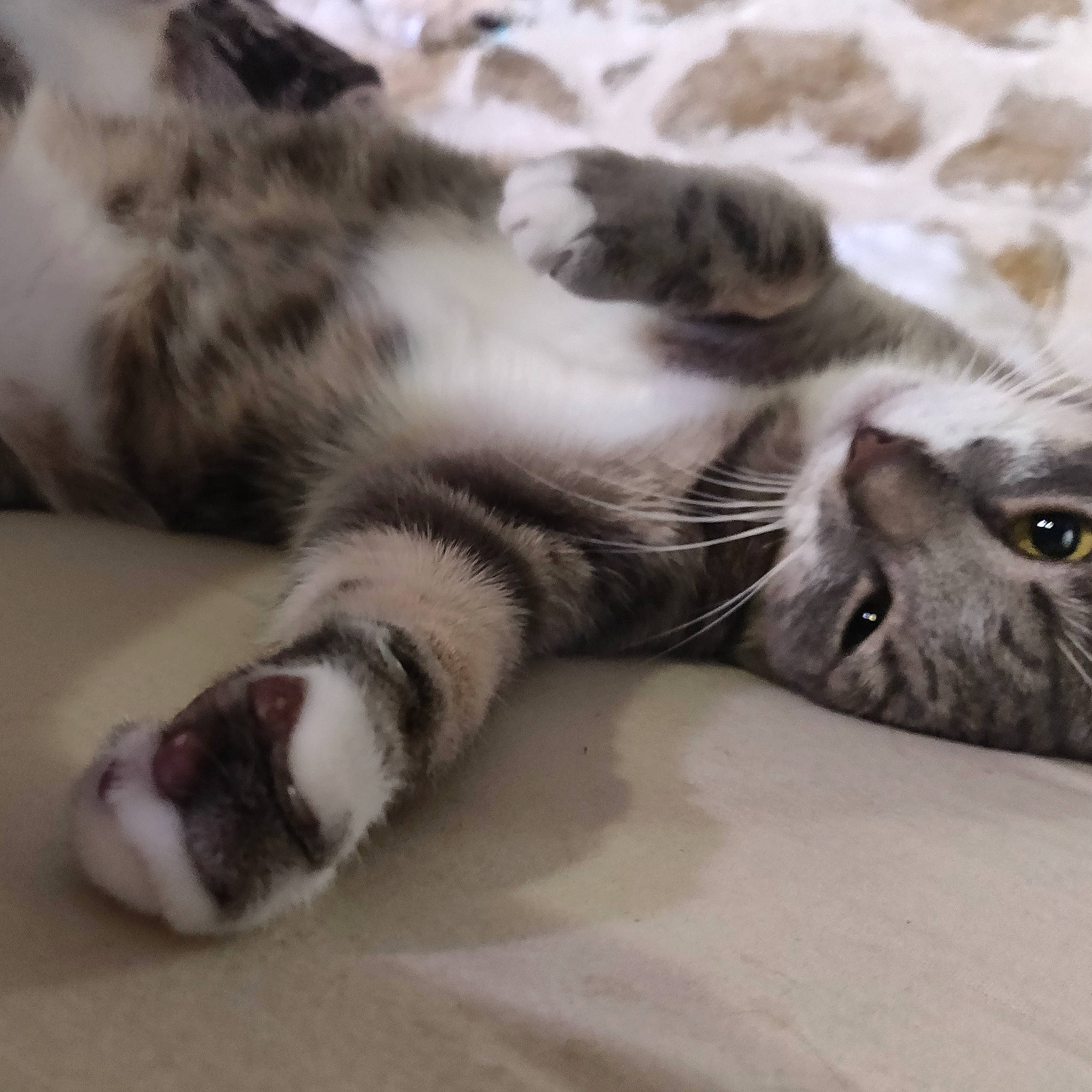 Totoro participe au concours pour gagner de l'argent avec cette photo : american_shorthair, carnivore, cat, claw, domestic_short_haired_cat, dragon_li, european_shorthair, eye, fawn, felidae, fur, kitten, nap, paw, polydactyl_cat, small_to_medium_sized_cats, snout, tabby_cat, whiskers