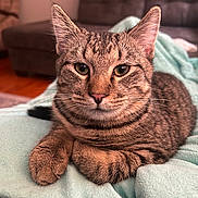 Jordan is registered to the contest to win money with this photo: tabby_cat, cat, pet, feline, animal, close_up, indoor, blanket, soft_texture, relaxed, resting, fur, whiskers, ears, living_room, couch, home, cozy, comfort, expression