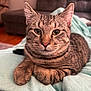 tabby_cat, cat, pet, feline, animal, close_up, indoor, blanket, soft_texture, relaxed, resting, fur, whiskers, ears, living_room, couch, home, cozy, comfort, expression