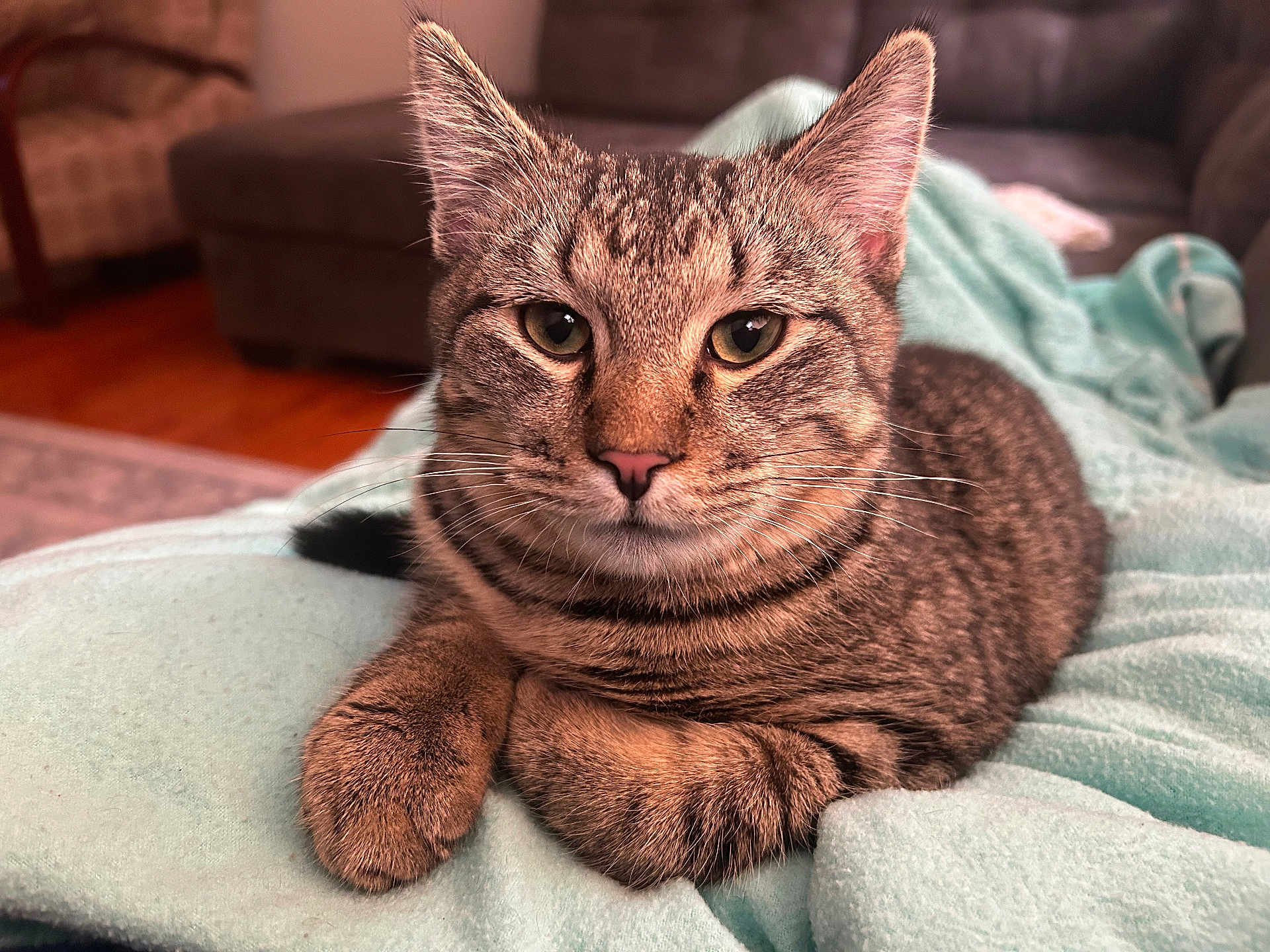 Jordan is registered to the contest to win money with this photo: tabby_cat, cat, pet, feline, animal, close_up, indoor, blanket, soft_texture, relaxed, resting, fur, whiskers, ears, living_room, couch, home, cozy, comfort, expression