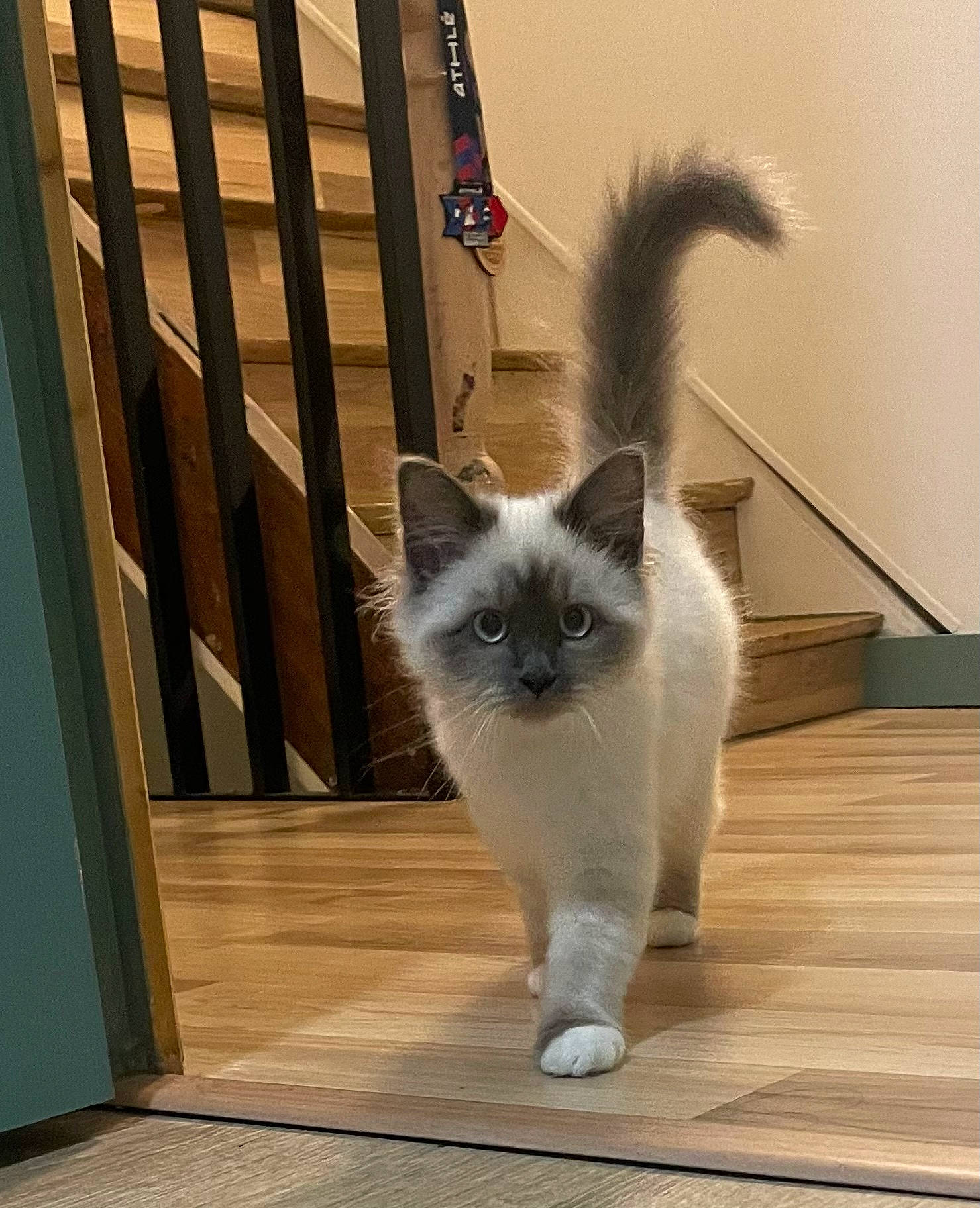 Uska a rejoint le concours — aidez-le/la à gagner de superbes lots ! balinese, birman, carnivore, cat, companion_dog, fawn, felidae, flooring, fur, hardwood, ragdoll, siamese, small_to_medium_sized_cats, tail, thai, whiskers, wood, wood_flooring