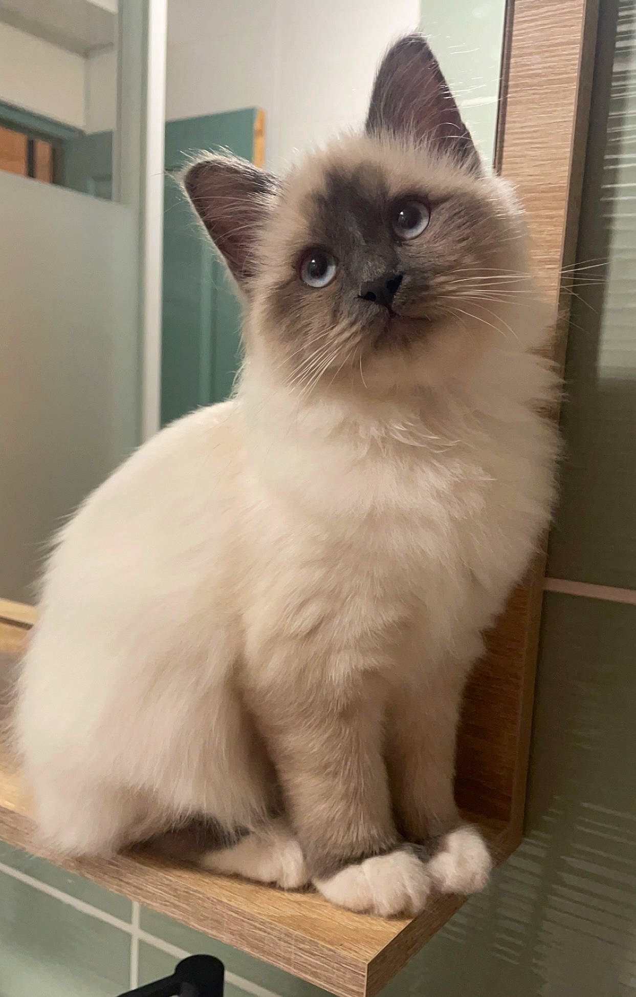 Uska participe au concours pour gagner de l'argent avec cette photo : birman, carnivore, cat, fawn, felidae, flooring, fur, ragdoll, siamese, small_to_medium_sized_cats, snout, tail, terrestrial_animal, thai, whiskers