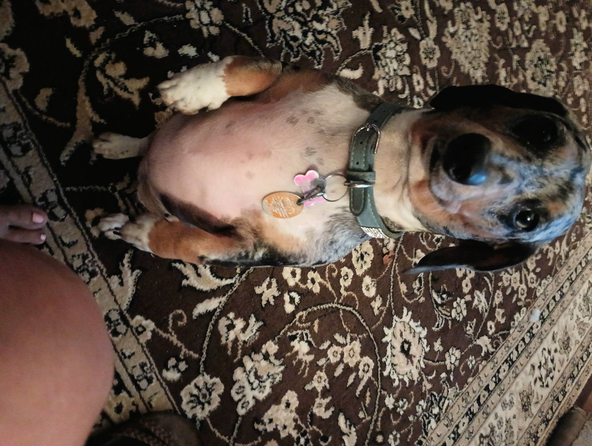 Cookie joined the competition — help win amazing prizes! canidae, carnivore, collar, comfort, companion_dog, dog, dog_breed, dog_collar, eyewear, fawn, fur, glasses, liver, non_sporting_group, pet_supply, snout, sporting_group, terrestrial_animal, whiskers, working_animal