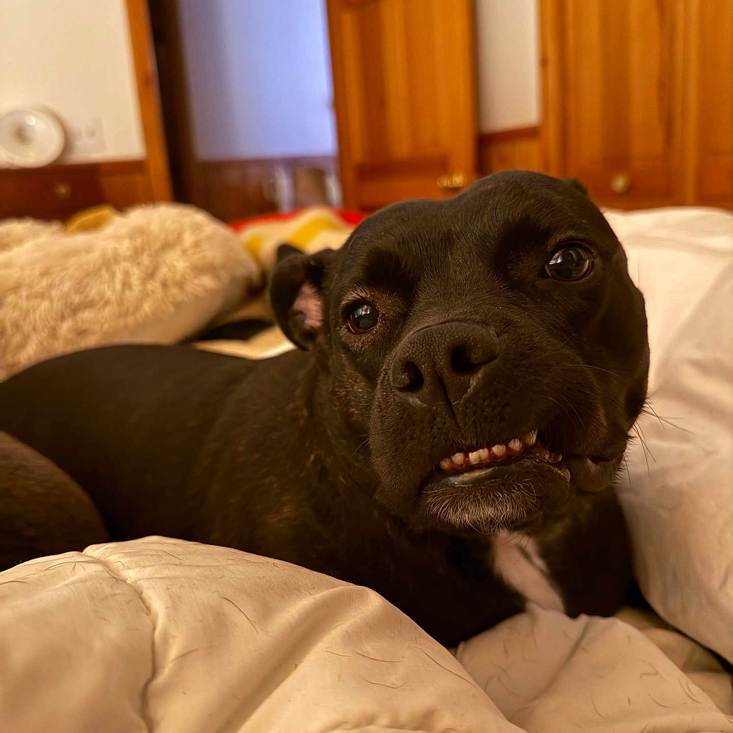 Gracie is registered to the contest to win money with this photo: animal, bedroom, black_dog, blanket, canine, close_up, comfort, cozy, cute, dog, expression, face, fur, home, indoors, lying_down, pet, relaxed, teeth, wooden_door