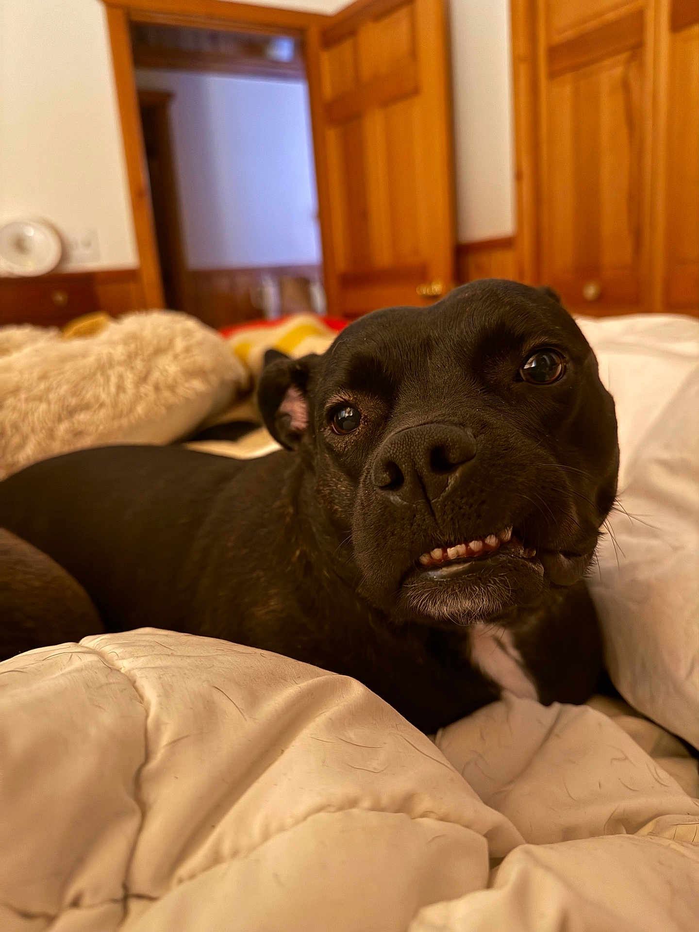 Gracie is registered to the contest to win money with this photo: dog, black_dog, pet, animal, lying_down, blanket, bedroom, wooden_door, indoors, close_up, teeth, cute, fur, face, comfort, relaxed, expression, home, cozy, canine