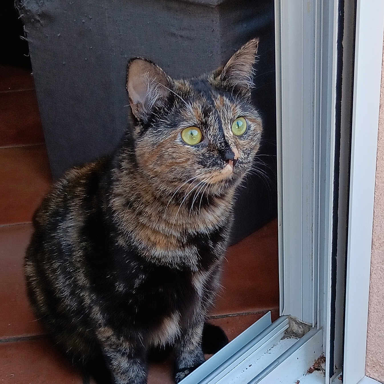 Sakura a rejoint le concours — aidez-le/la à gagner de superbes lots ! abyssinian, animal, blackcat, cat, couch, den, door, foldingdoor, furniture, hardwood, indoors, kitten, manx, pet, plywood, shelf, slate, window, wood