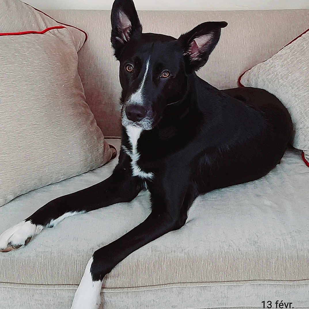 Billy a rejoint le concours — aidez-le/la à gagner de superbes lots ! dog, black_and_white, mixed_breed, large_ears, pointed_ears, white_markings, white_chest, white_paws, lying_down, lounging, couch, sofa, indoors, portrait, pet, animal, alert, brown_eyes, relaxed, date_stamp