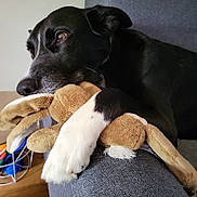 Billy a rejoint le concours — aidez-le/la à gagner de superbes lots ! dog, black_and_white_dog, stuffed_animal, plush_toy, couch, sofa, sleepy, lying_down, resting, pet, indoor, home, gray_furniture, white_paw, black_fur, brown_toy, animal, cute, relaxed, portrait