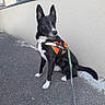 dog, black_and_white, sitting, harness, leash, outdoors, urban, pavement, building, wall, window, portrait, pet, animal, pointed_ears, white_chest, white_paws, alert, named_billy, daylight