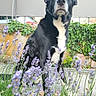 Billy participe au concours pour gagner de l'argent avec cette photo : dog, black_and_white, sitting, portrait, outdoor, garden, lavender, flowers, plants, ivy, fence, animal, pet, fur, white_chest, floppy_ears, facial_markings, centered_subject, nature, daylight