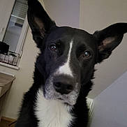Billy a rejoint le concours — aidez-le/la à gagner de superbes lots ! dog, black_and_white, border_collie, portrait, sitting, indoors, home, large_ears, pointed_ears, white_chest, black_fur, facial_markings, brown_eyes, looking_at_camera, pet, animal, close_up, living_room, wood_floor, cozy