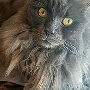Pimousse a rejoint le concours — aidez-le/la à gagner de superbes lots ! cat, gray_cat, fluffy, long_hair, golden_eyes, pet, animal, feline, portrait, close_up, indoors, sofa, leather, sitting, lounging, whiskers, ears, fur, home, photography