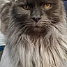 Pimousse a rejoint le concours — aidez-le/la à gagner de superbes lots ! cat, long_hair, gray_fur, fluffy, golden_eyes, whiskers, beard, portrait, close_up, animal, pet, indoor, sitting, serious_expression, majestic, soft_fur, ears, nose, couch, photography