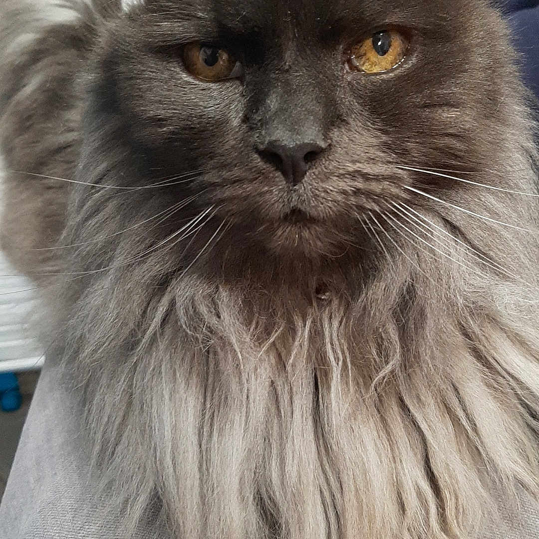 Pimousse a rejoint le concours — aidez-le/la à gagner de superbes lots ! cat, long_hair, gray_fur, fluffy, golden_eyes, whiskers, beard, portrait, close_up, animal, pet, indoor, sitting, serious_expression, majestic, soft_fur, ears, nose, couch, photography