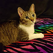 Butt-Butt is registered to the contest to win money with this photo: cat, tabby_cat, pet, animal, feline, fur, whiskers, ears, eyes, paw, blanket, colorful, rainbow, striped, indoor, resting, cute, looking_up, mammal, domestic_animal