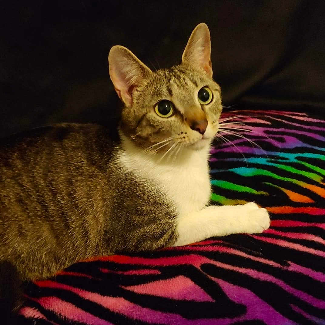 Butt-Butt is registered to the contest to win money with this photo: cat, tabby_cat, pet, animal, feline, fur, whiskers, ears, eyes, paw, blanket, colorful, rainbow, striped, indoor, resting, cute, looking_up, mammal, domestic_animal