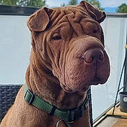 Phoenix participe au concours pour gagner de l'argent avec cette photo : animal, balcony, brown_fur, calm, canine, chair, collar, daylight, dog, domestic_animal, ears, fence, greenery, nose, outdoor, pet, portrait, seat, shar_pei, wrinkles