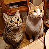 cat, tabby_cat, orange_and_white_cat, pets, indoor, wooden_chair, dining_table, curious, feline, fur, animal, domestic, closeup, eyes, whiskers, kitchen, floor_tiles, heart_shaped_cutout, tablecloth, seated