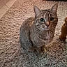 cat, tabby, indoor, carpet, rug, furniture, floor, pet, animal, home, curious, sitting, ears, whiskers, green_eyes, cozy, domestic, mammal, close_up, portrait