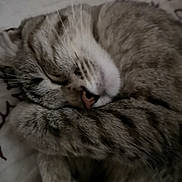 Olly a rejoint le concours — aidez-le/la à gagner de superbes lots ! cat, tabby, sleeping, paw, closeup, fur, whiskers, nose, pet, animal, cozy, resting, cute, indoor, soft, curled_up, relaxed, mammal, domestic, feline