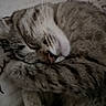 cat, tabby, sleeping, paw, closeup, fur, whiskers, nose, pet, animal, cozy, resting, cute, indoor, soft, curled_up, relaxed, mammal, domestic, feline