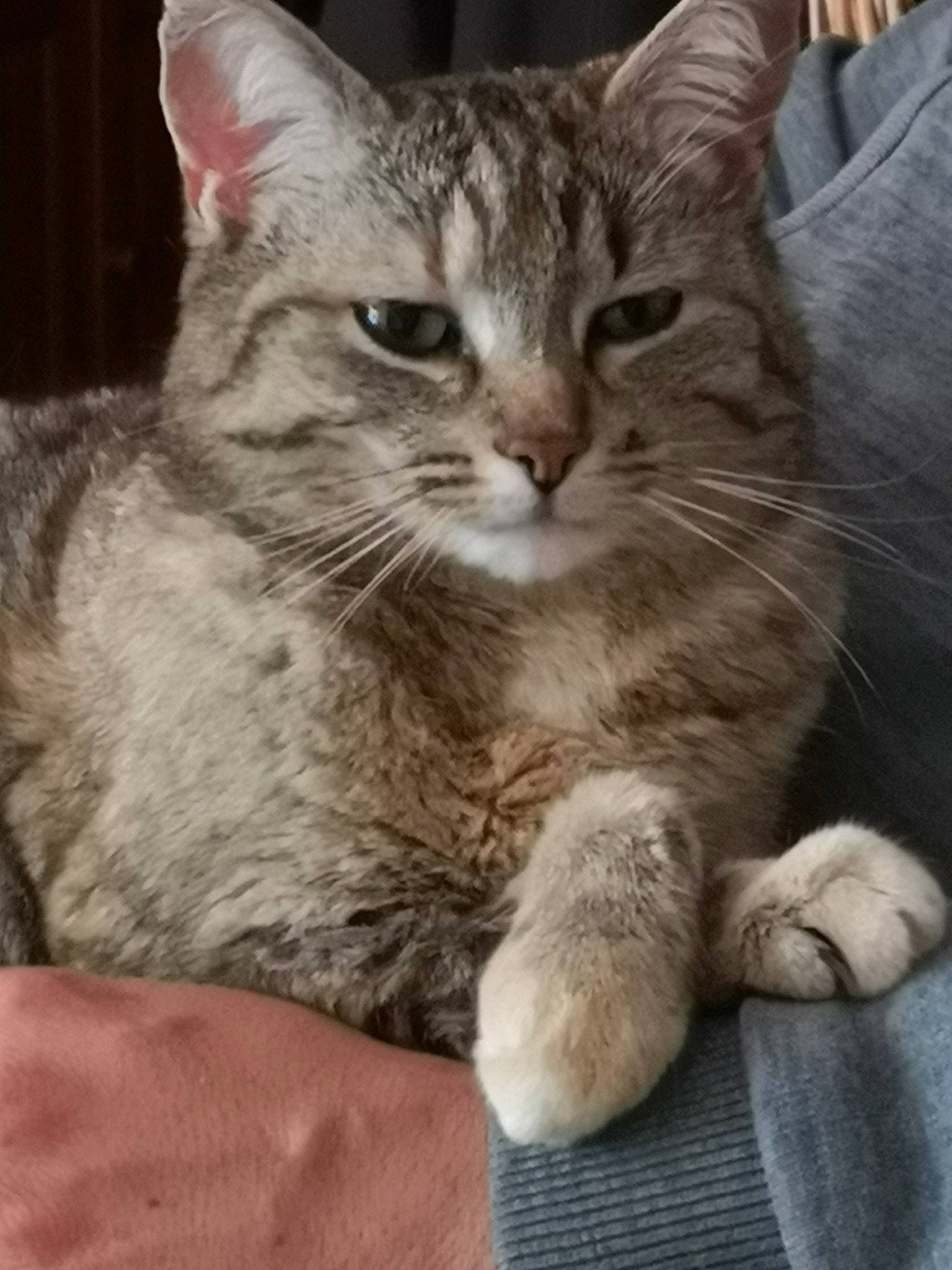 Olly a rejoint le concours — aidez-le/la à gagner de superbes lots ! carnivore, cat, claw, domestic_short_haired_cat, felidae, fur, paw, small_to_medium_sized_cats, snout, tail, terrestrial_animal, whiskers, wildlife