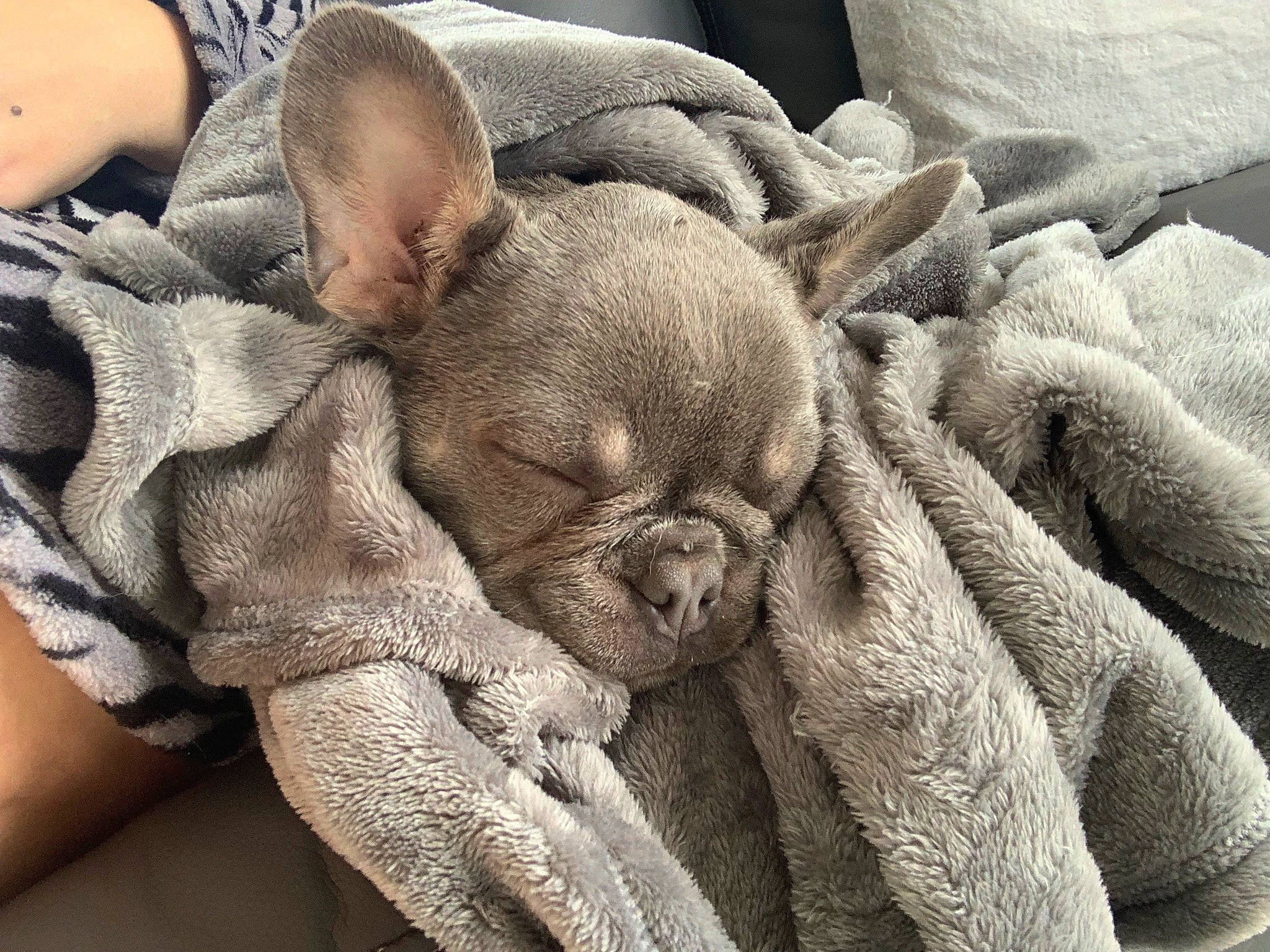 Bunny joined the competition — help win amazing prizes! close_up, comfort, ear, eye, fawn, flesh, fur, gesture, grey, human_body, linens, nail, nap, pattern, sleep, snout, suidae, terrestrial_animal, wool, wrinkle