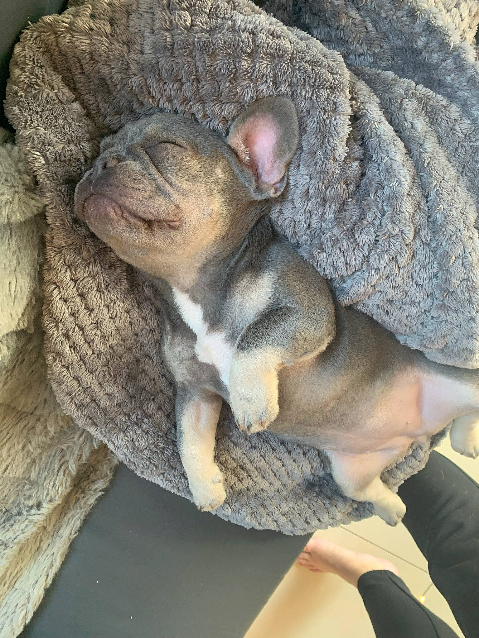 Bunny is registered to the contest to win money with this photo: bulldog, canidae, carnivore, comfort, companion_dog, dog, dog_breed, ear, fawn, fur, grey, nap, paw, sleep, snout, sporting_group, tail, terrestrial_animal, whiskers, wrinkle