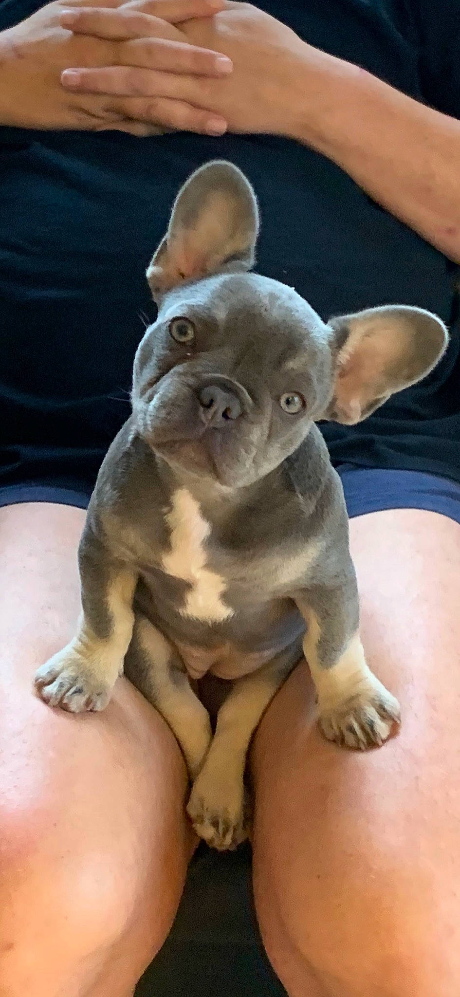 Bunny is registered to the contest to win money with this photo: bulldog, canidae, carnivore, comfort, companion_dog, dog, dog_breed, ear, fawn, fur, human_leg, sitting, snout, sporting_group, terrestrial_animal, thigh, toy_dog, whiskers, working_animal, wrinkle