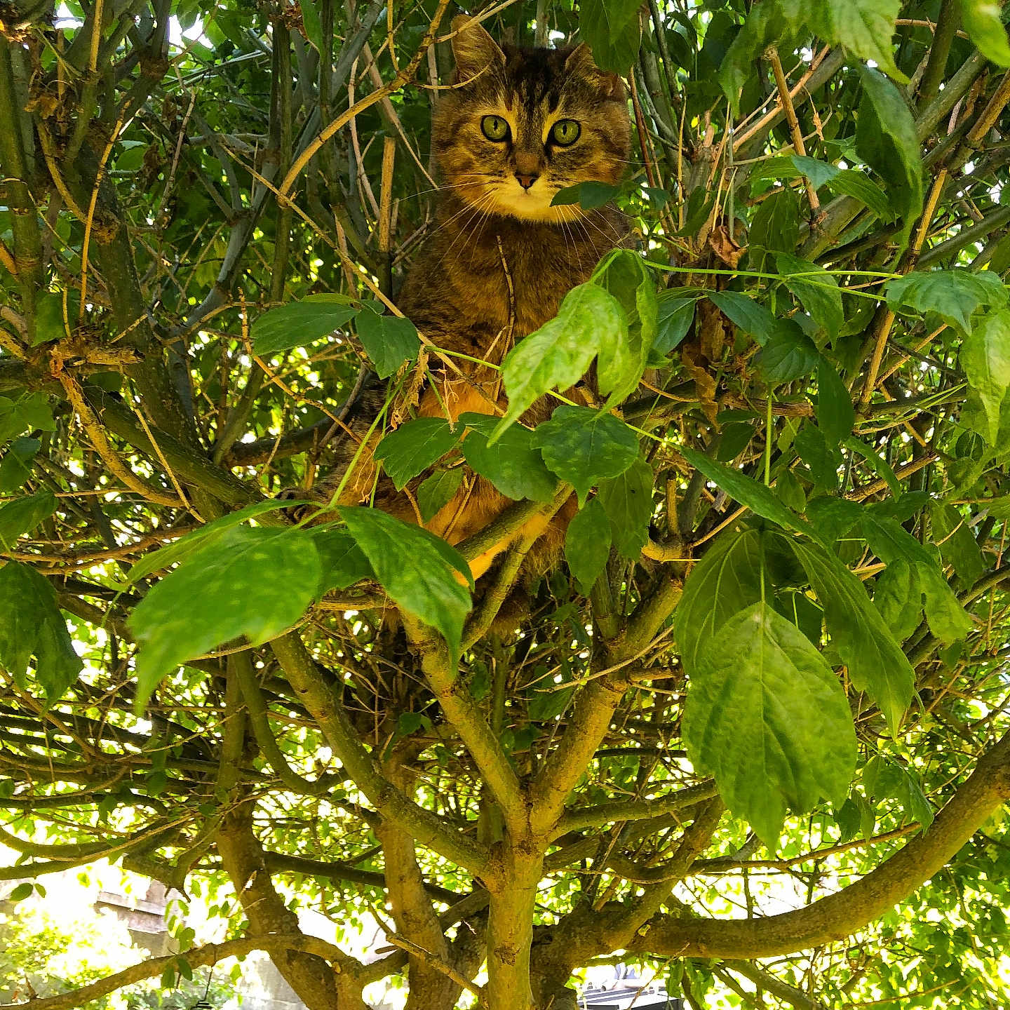 Tigrou participe au concours pour gagner de l'argent avec cette photo : alert, animal, branches, camouflage, cat, closeup, curious, daylight, feline, garden, greenery, leaves, nature, outdoor, perched, pet, sunlight, tabby, tree, wildlife