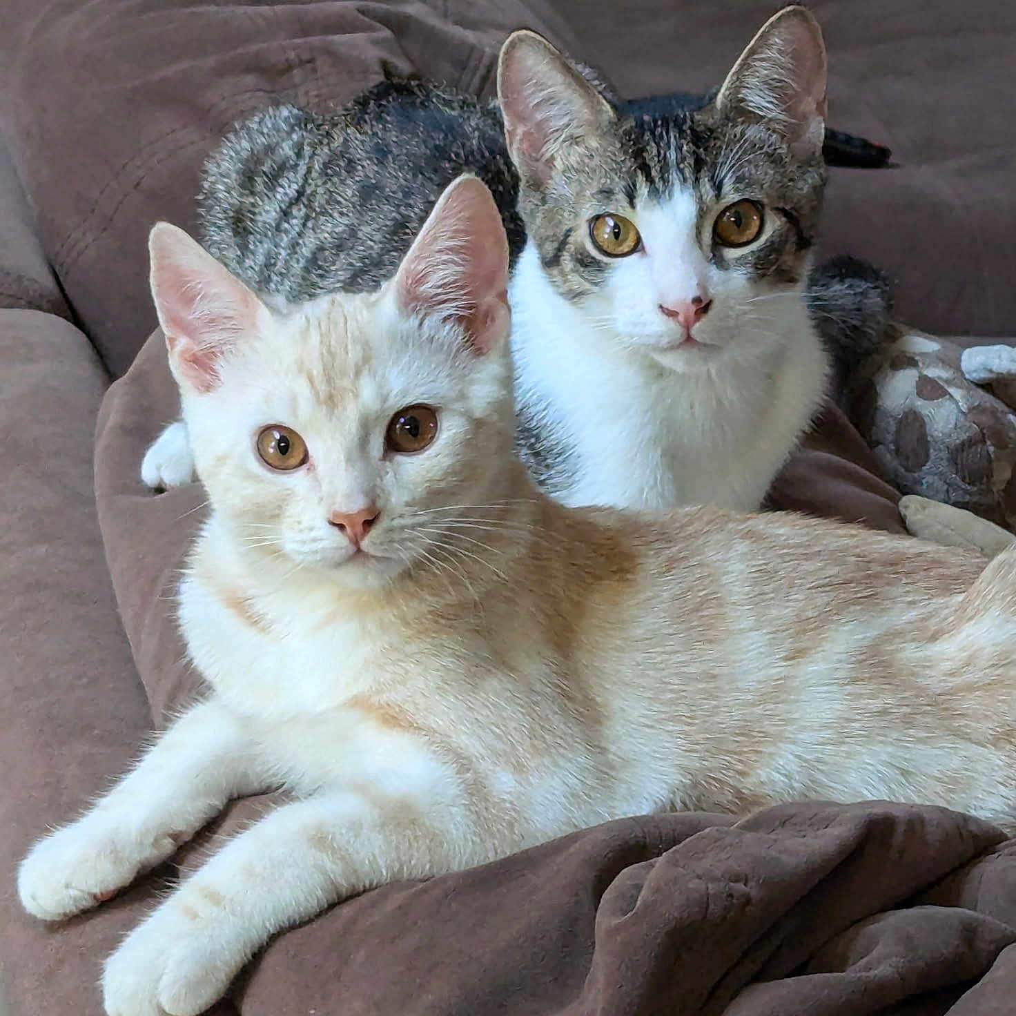 Phoenix And Jasper is registered to the contest to win money with this photo: abyssinian, angora, animal, blanket, cat, chair, couch, cushion, egyptiancat, furniture, homedecor, kitten, manx, pet, siamese