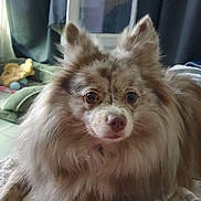 Ruby participe au concours pour gagner de l'argent avec cette photo : dog, fluffy, pet, indoor, blanket, curtains, window, fur, brown, white, animal, cute, relaxed, looking, ears, face, floor, home, cozy, portrait