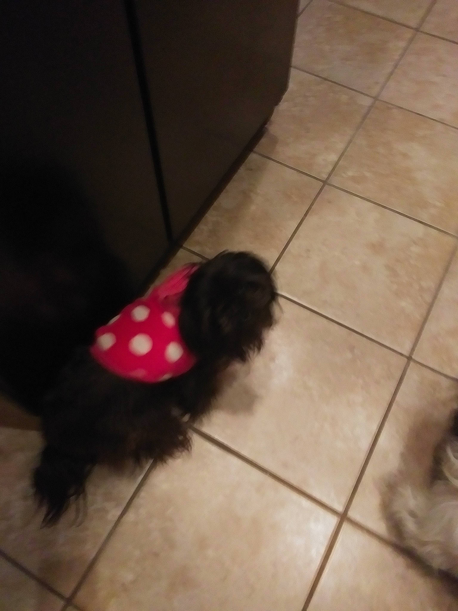 Molly Girl joined the competition — help win amazing prizes! black, brown, cleanliness, floor, flooring, fur, liver, snapshot, tail, tile, tile_flooring