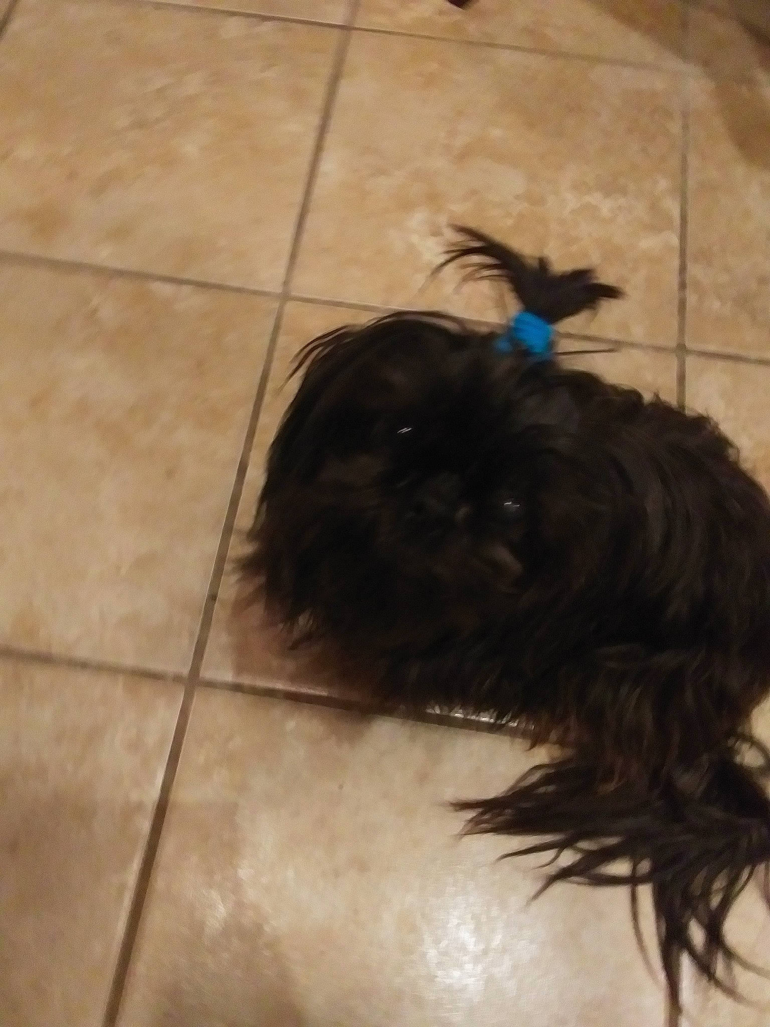 Molly Girl is registered to the contest to win money with this photo: carnivore, companion_dog, dog, dog_breed, floor, flooring, liver, non_sporting_group, puppy, tile, tile_flooring, toy_dog, working_animal, working_dog