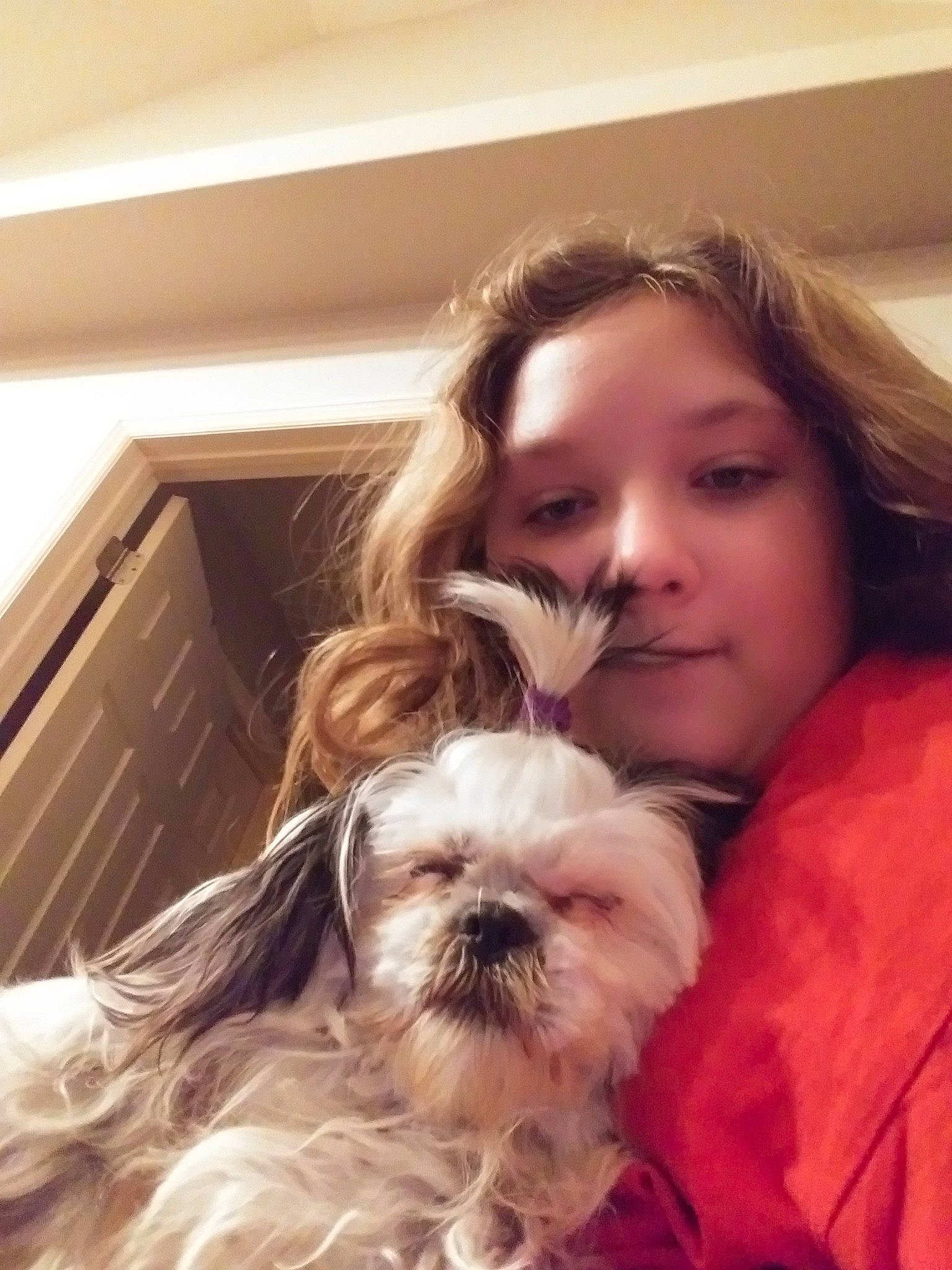 Annie Banana is registered to the contest to win money with this photo: blond, brown_hair, canidae, carnivore, companion_dog, dog, dog_breed, fawn, fur, liver, non_sporting_group, pekapoo, puppy, shih_tzu, small_terrier, snout, terrier, toy_dog, vertebrate, working_animal