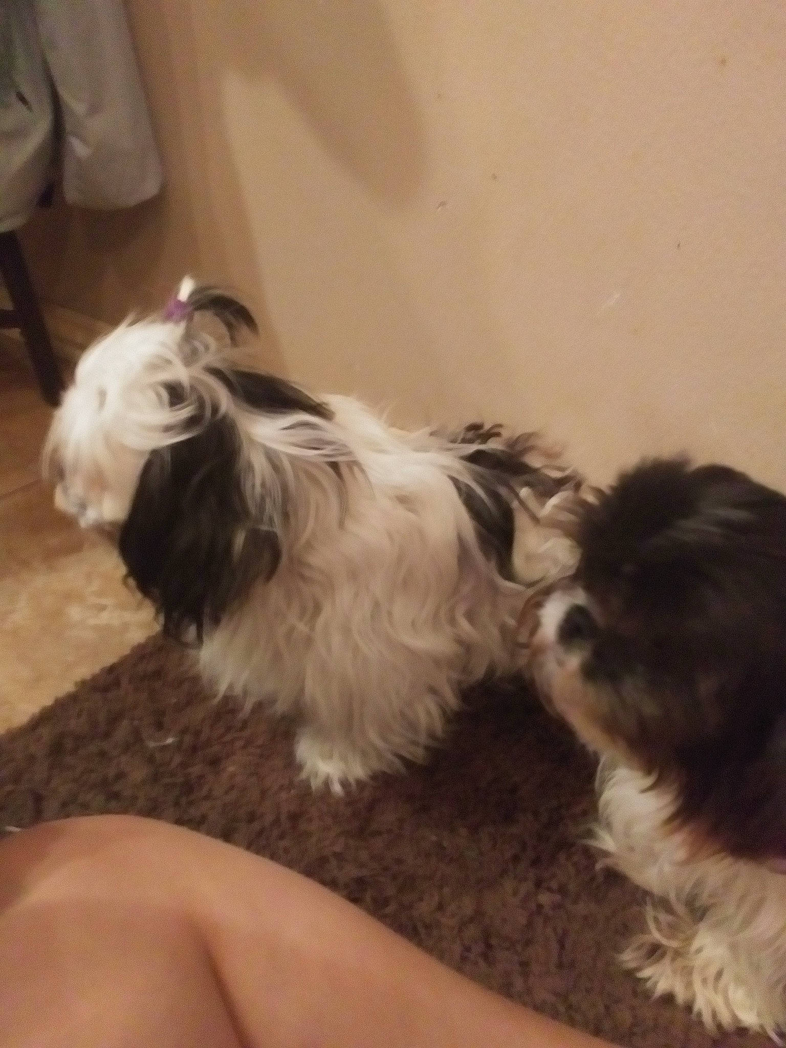 Annie Banana is registered to the contest to win money with this photo: biewer_terrier, canidae, carnivore, companion_dog, dog, dog_breed, fawn, fur, liver, mal_shi, non_sporting_group, puppy, shih_poo, shih_tzu, small_terrier, snout, terrier, toy_dog, vertebrate, working_animal