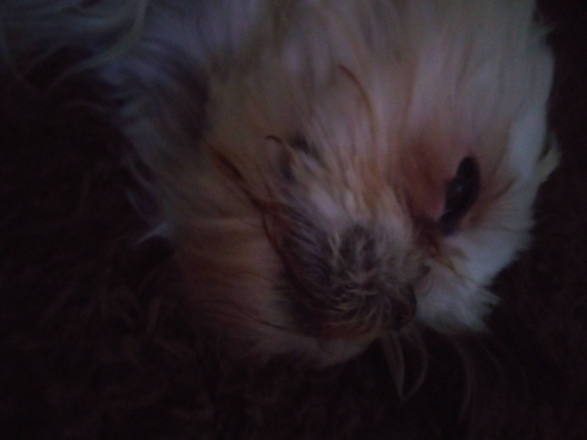 Annie Banana joined the competition — help win amazing prizes! brown, carnivore, cat, close_up, darkness, fawn, felidae, fur, kitten, small_to_medium_sized_cats, whiskers