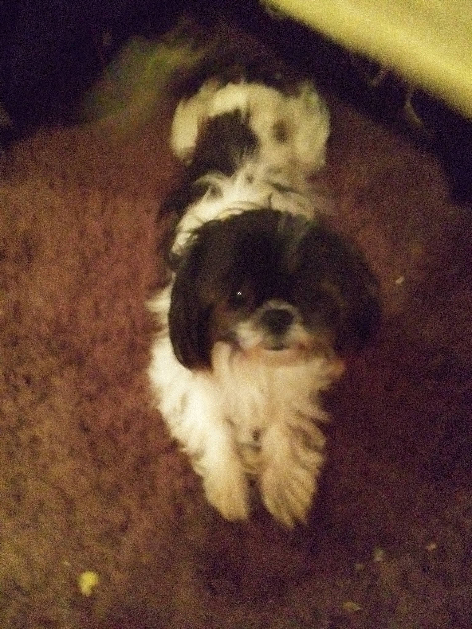 Auggie Doggie is registered to the contest to win money with this photo: brown, canidae, carnivore, companion_dog, dog, dog_breed, fawn, fur, liver, mal_shi, maltepoo, mammal, non_sporting_group, puppy, shih_tzu, snout, toy_dog, vertebrate, working_animal, working_dog