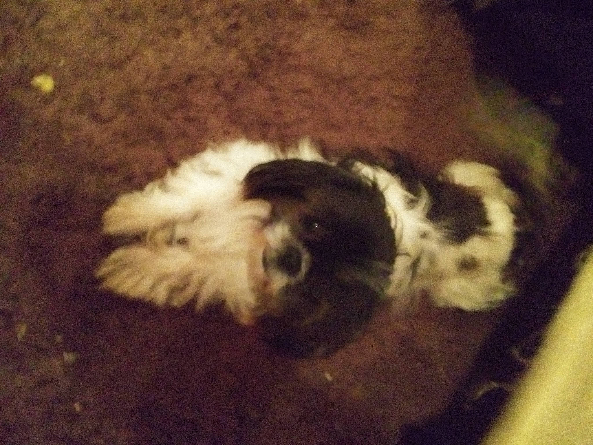 Auggie Doggie is registered to the contest to win money with this photo: brown, canidae, carnivore, companion_dog, dog, dog_breed, fawn, fur, liver, natural_material, non_sporting_group, puppy, toy_dog, working_animal, working_dog