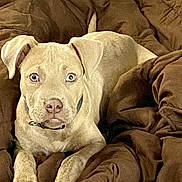 Libby joined the competition — help win amazing prizes! dog, puppy, brown_blanket, blue_eyes, pet, canine, indoor, cozy, fur, collar, animal, laying_down, looking_at_camera, cute, domestic_animal, young_dog, alert, soft_texture, comfortable, household
