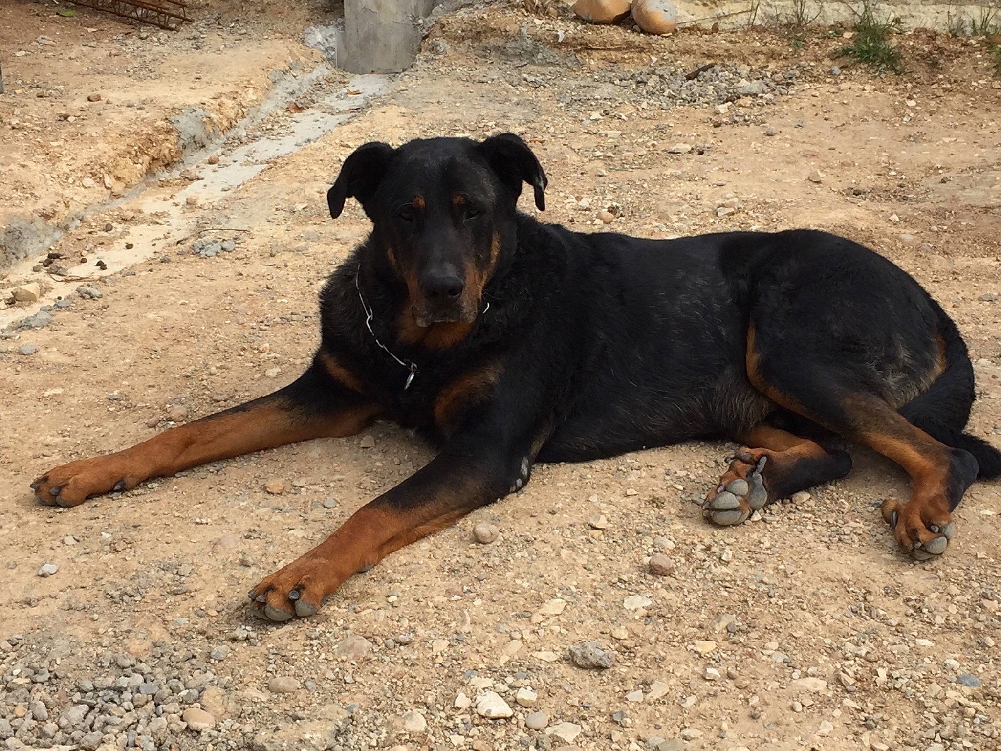 Harley participe au concours pour gagner de l'argent avec cette photo : austrian_black_and_tan_hound, beauceron, black_and_tan_terrier, canidae, carnivore, dog, dog_breed, fawn, german_pinscher, guard_dog, huntaway, hunting_dog, jagdterrier, mammal, rare_breed_dog, snout, street_dog, vertebrate