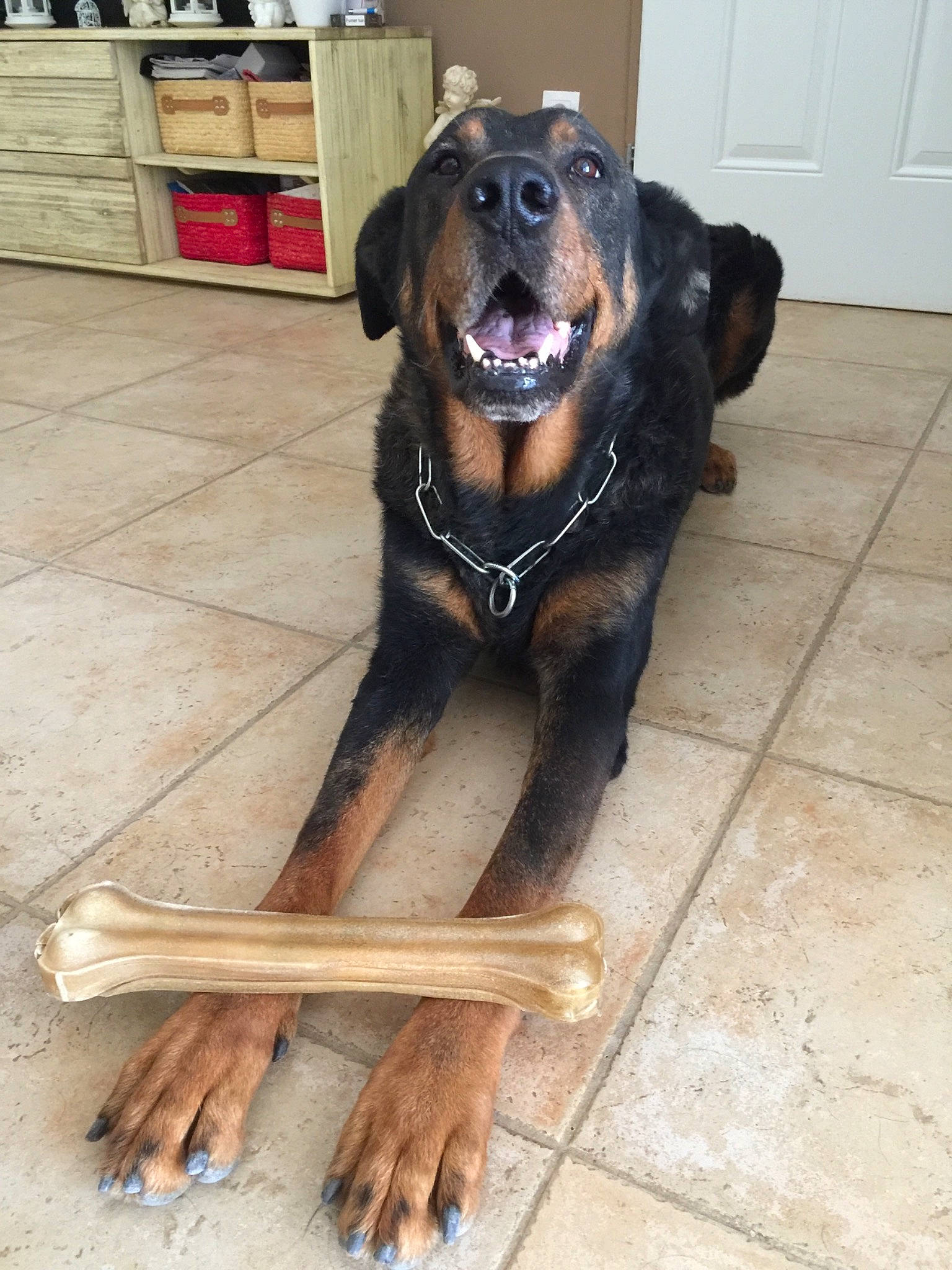 Harley participe au concours pour gagner de l'argent avec cette photo : black_and_tan_coonhound, canidae, carnivore, companion_dog, dog, dog_breed, fawn, gaddi_kutta, guard_dog, huntaway, hunting_dog, mammal, rottweiler, snout, sporting_group, tyrolean_hound, vertebrate