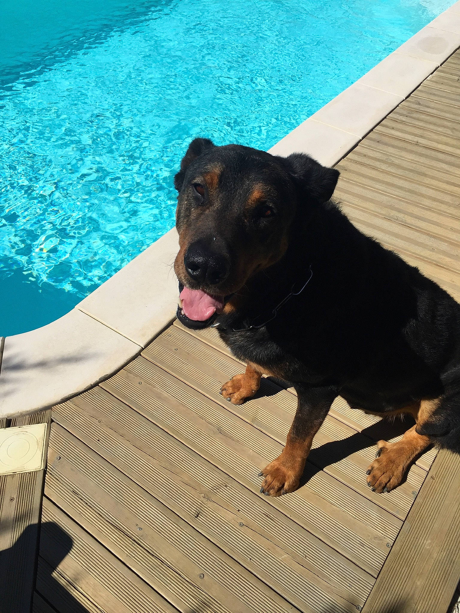 Harley a rejoint le concours — aidez-le/la à gagner de superbes lots ! beauceron, canidae, carnivore, dog, dog_breed, fawn, guard_dog, leisure, potcake_dog, rottweiler, sporting_group, vacation, water, working_dog