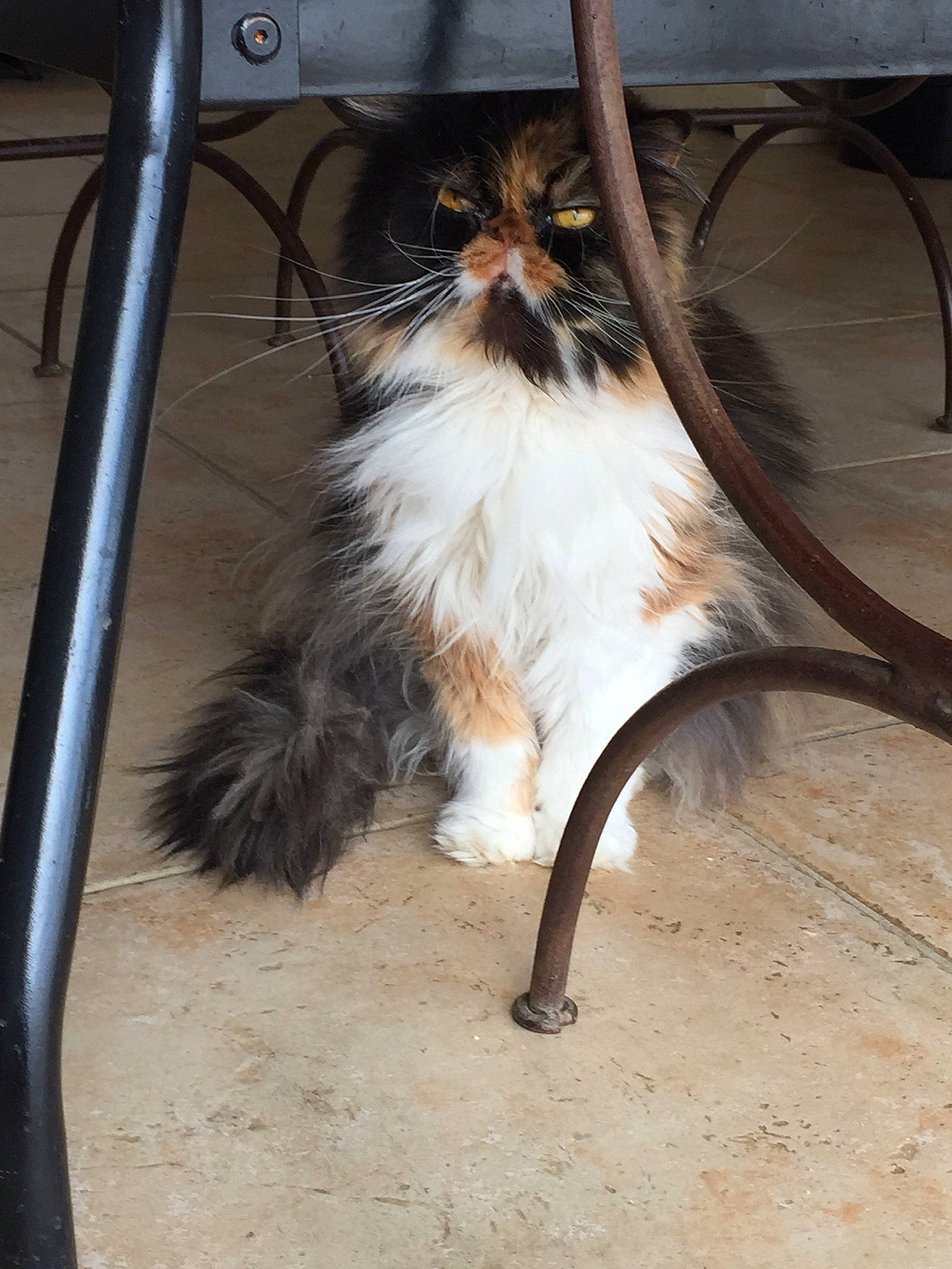 Divine a rejoint le concours — aidez-le/la à gagner de superbes lots ! carnivore, cat, domestic_long_haired_cat, felidae, fur, norwegian_forest_cat, persian, small_to_medium_sized_cats, tail, whiskers