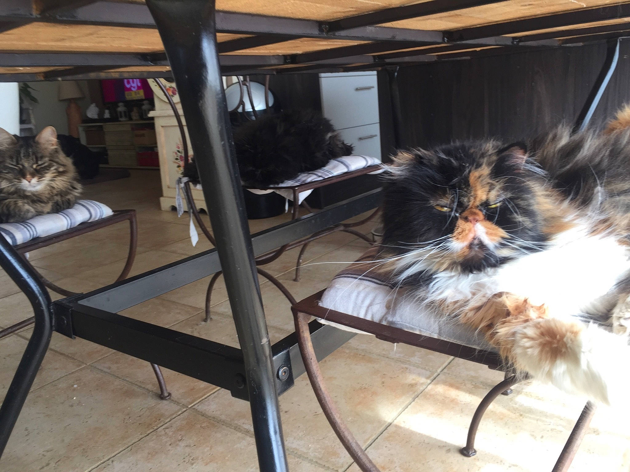 Divine participe au concours pour gagner de l'argent avec cette photo : canidae, carnivore, cat, companion_dog, felidae, fur, iron, metal, small_to_medium_sized_cats, whiskers