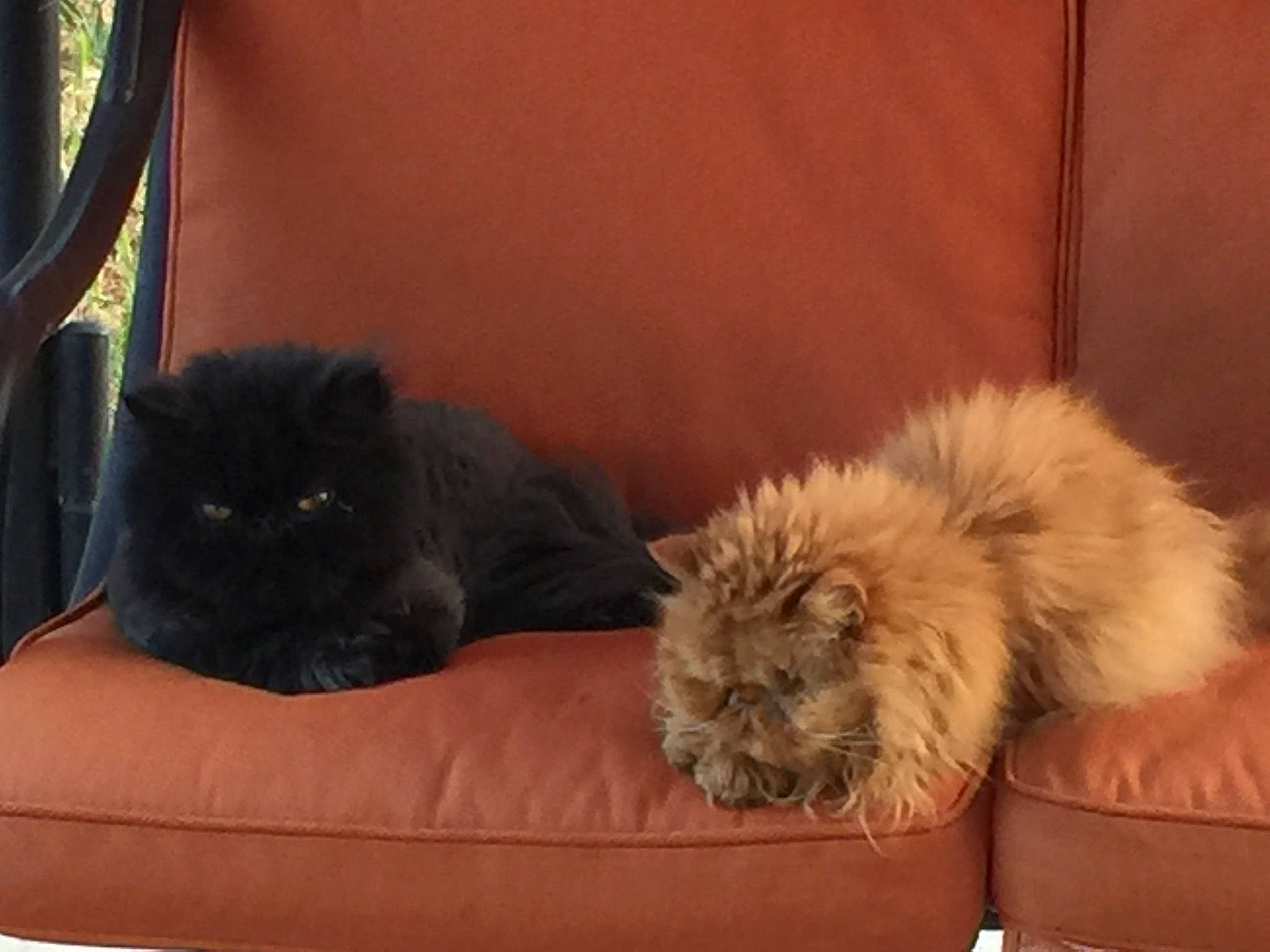 Hyppy participe au concours pour gagner de l'argent avec cette photo : british_longhair, british_semi_longhair, carnivore, cat, comfort, cymric, domestic_long_haired_cat, fawn, felidae, fur, kitten, mammal, persian, small_to_medium_sized_cats, vertebrate, whiskers