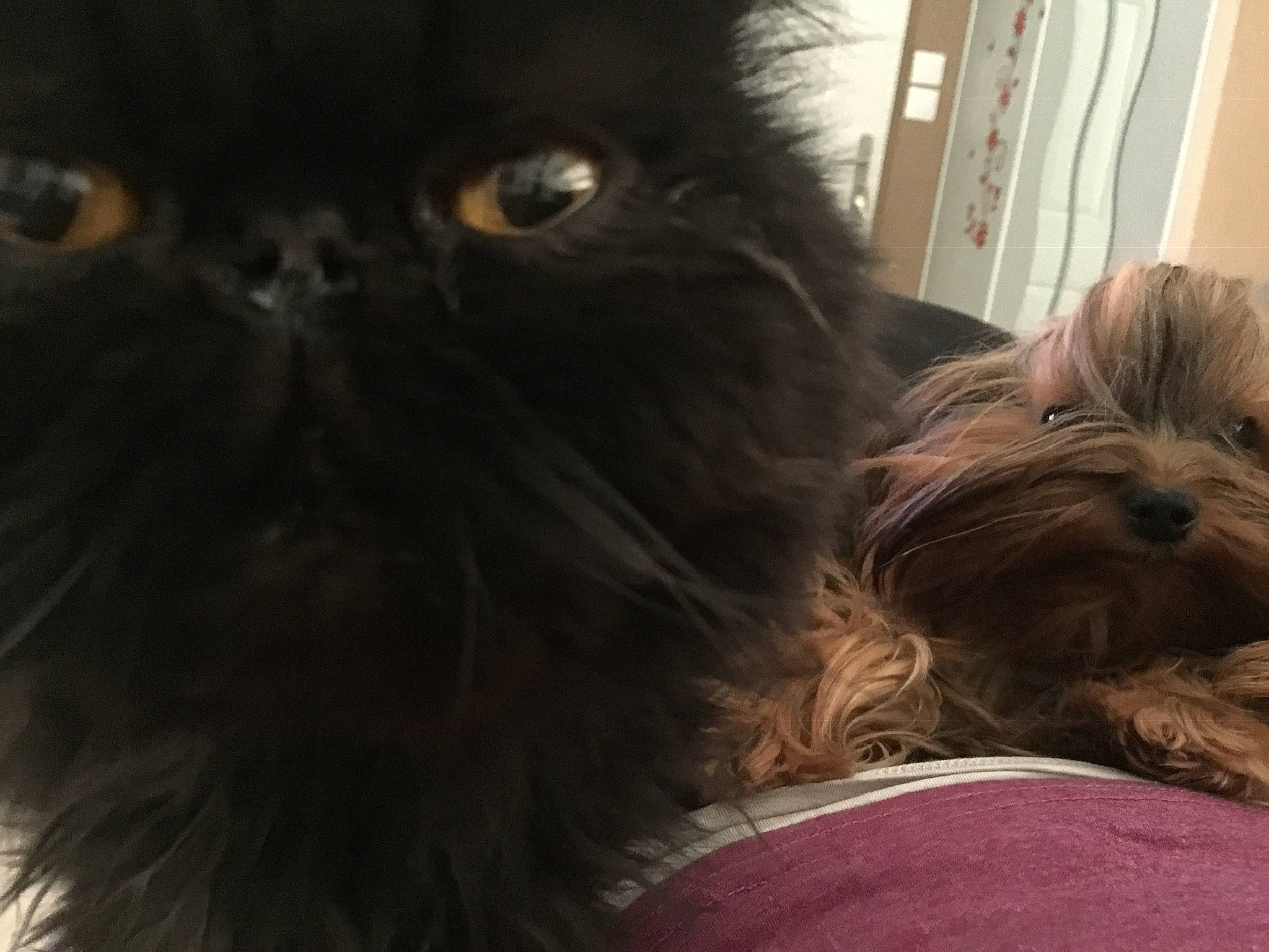 Hyppy a rejoint le concours — aidez-le/la à gagner de superbes lots ! affenpinscher, canidae, carnivore, cat, chinese_imperial_dog, companion_dog, dog, dog_breed, eye, fur, griffon_bruxellois, liver, mammal, persian, puppy, shih_tzu, snout, sporting_group, vertebrate, whiskers