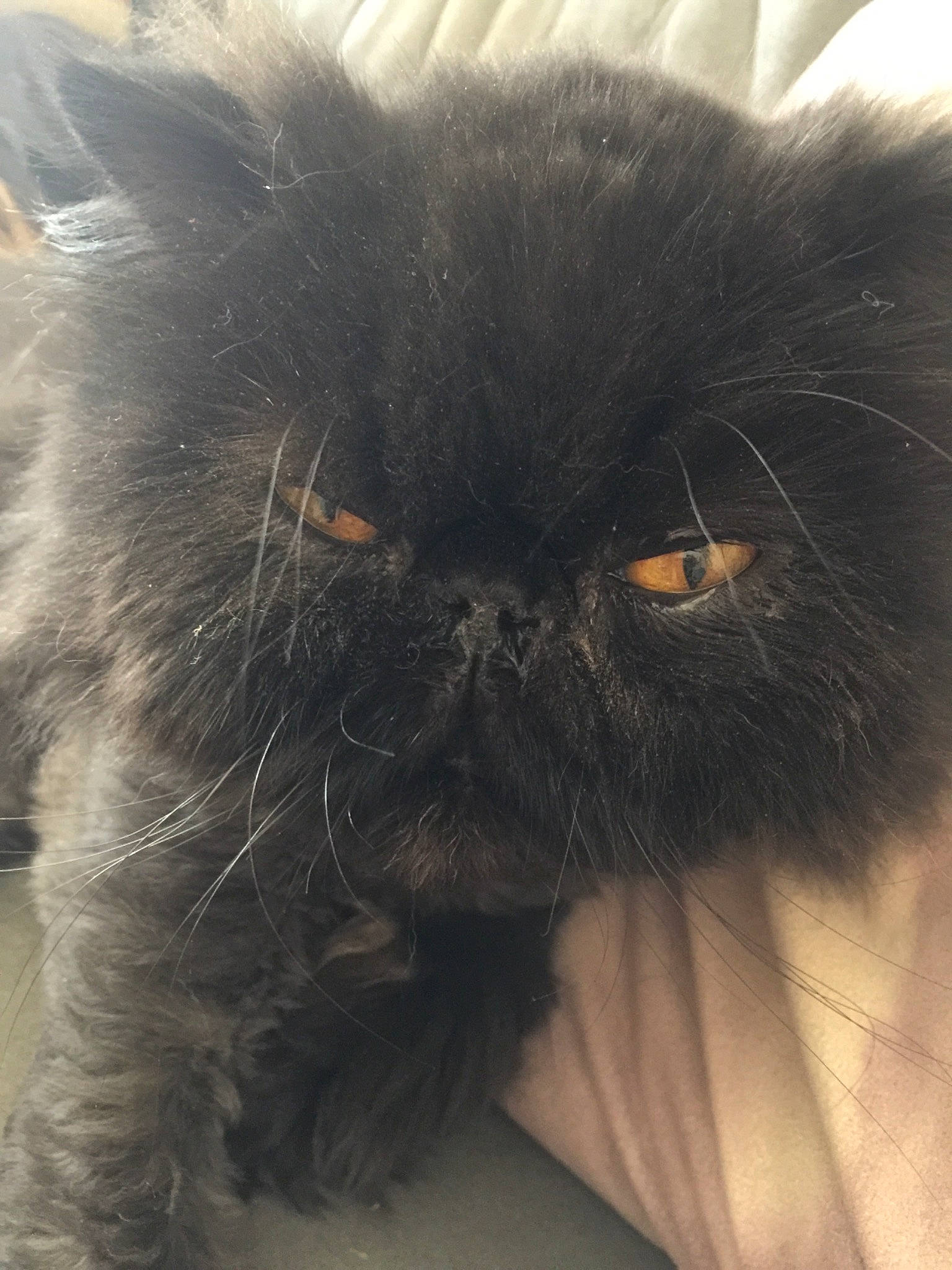 Hyppy participe au concours pour gagner de l'argent avec cette photo : black_cat, british_longhair, carnivore, cat, close_up, domestic_long_haired_cat, eye, fawn, felidae, fur, himalayan, mammal, norwegian_forest_cat, nose, persian, skin, small_to_medium_sized_cats, snout, tail, whiskers