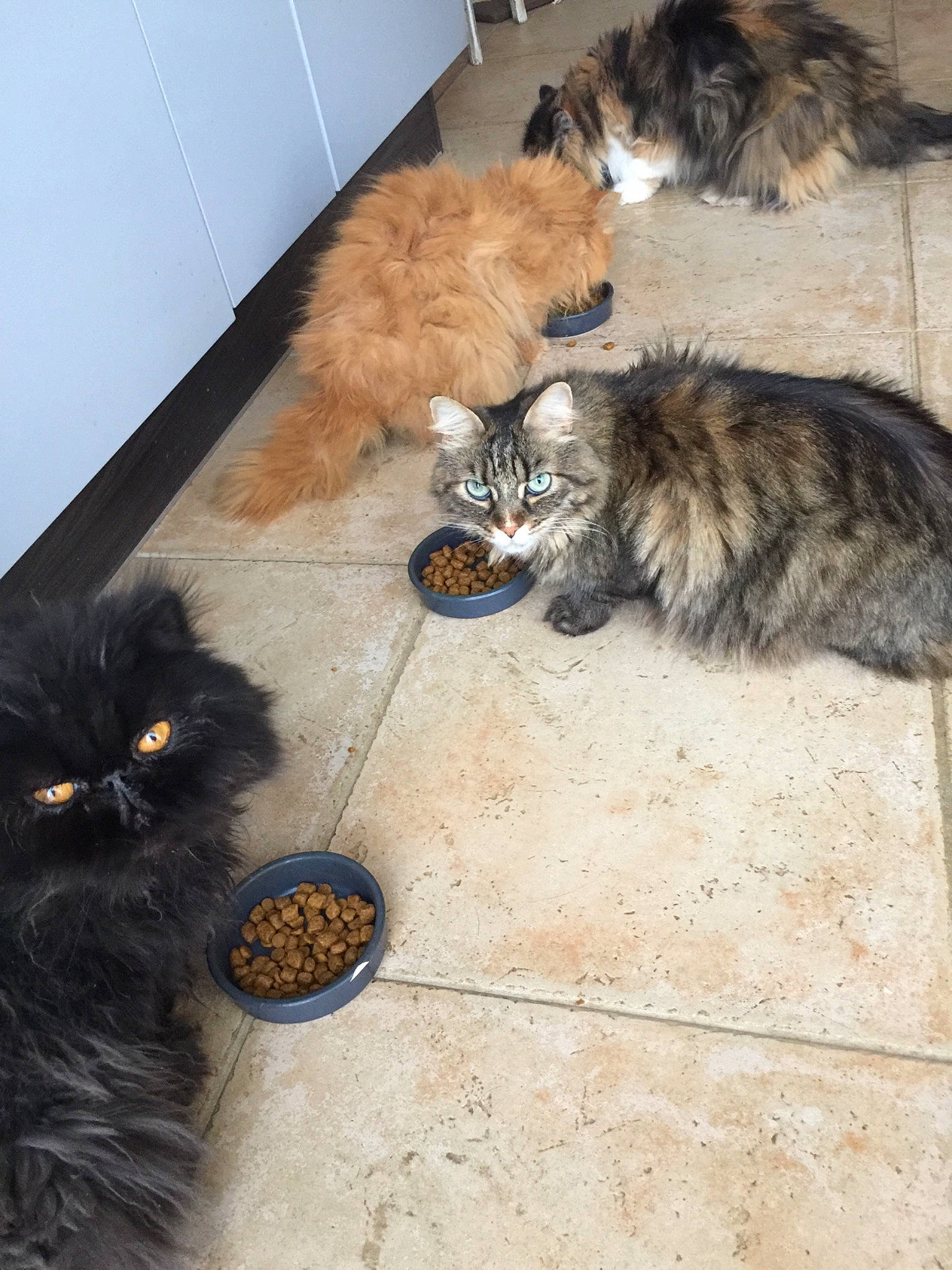 Hyppy participe au concours pour gagner de l'argent avec cette photo : asian_semi_longhair, british_longhair, british_semi_longhair, carnivore, cat, cymric, domestic_long_haired_cat, fawn, felidae, fur, kitten, kurilian_bobtail, maine_coon, mammal, norwegian_forest_cat, persian, ragamuffin, siberian, small_to_medium_sized_cats, whiskers